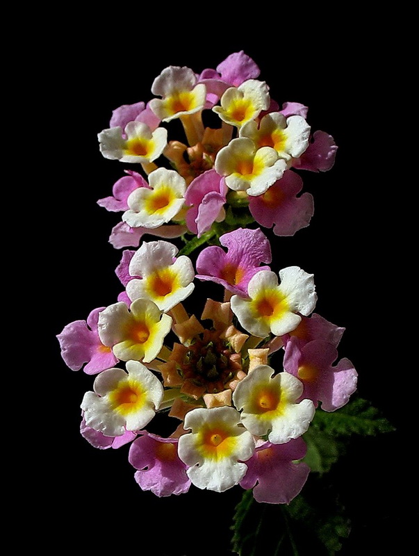 Aa Minesi (Lantana Camara)