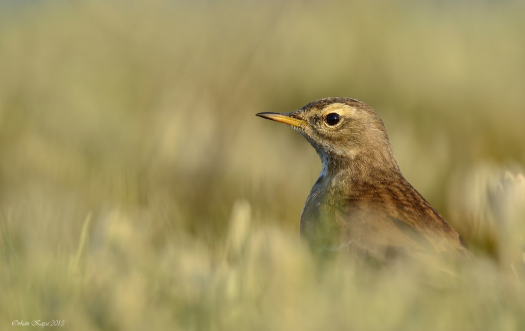 Da� incirku�u � Anthus spinoletta � Water pipit
