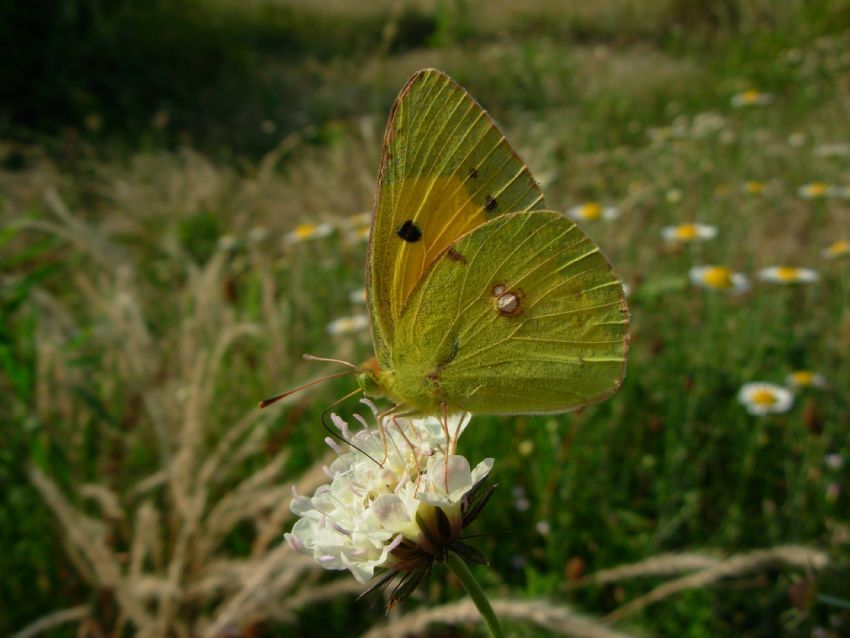 sar kelebek