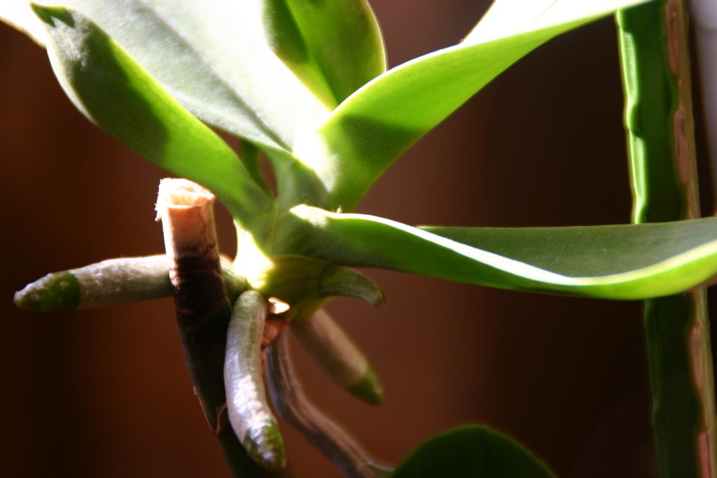 orkide yavrusu