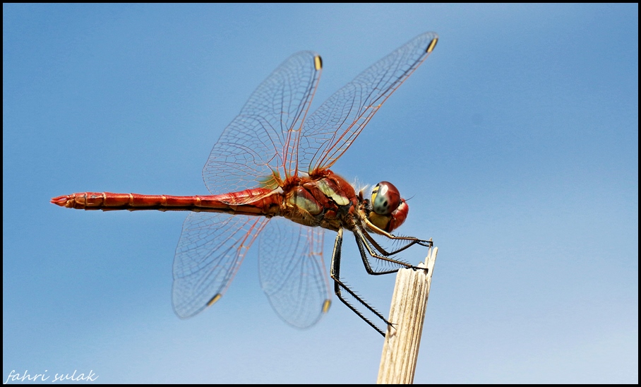 yusufuk (dragonfly)