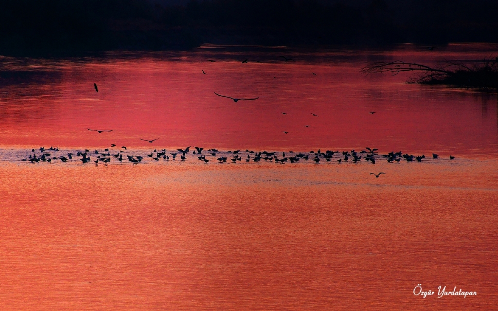 K�z�l Meri�'te ku�lar