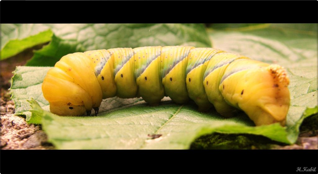 Larva