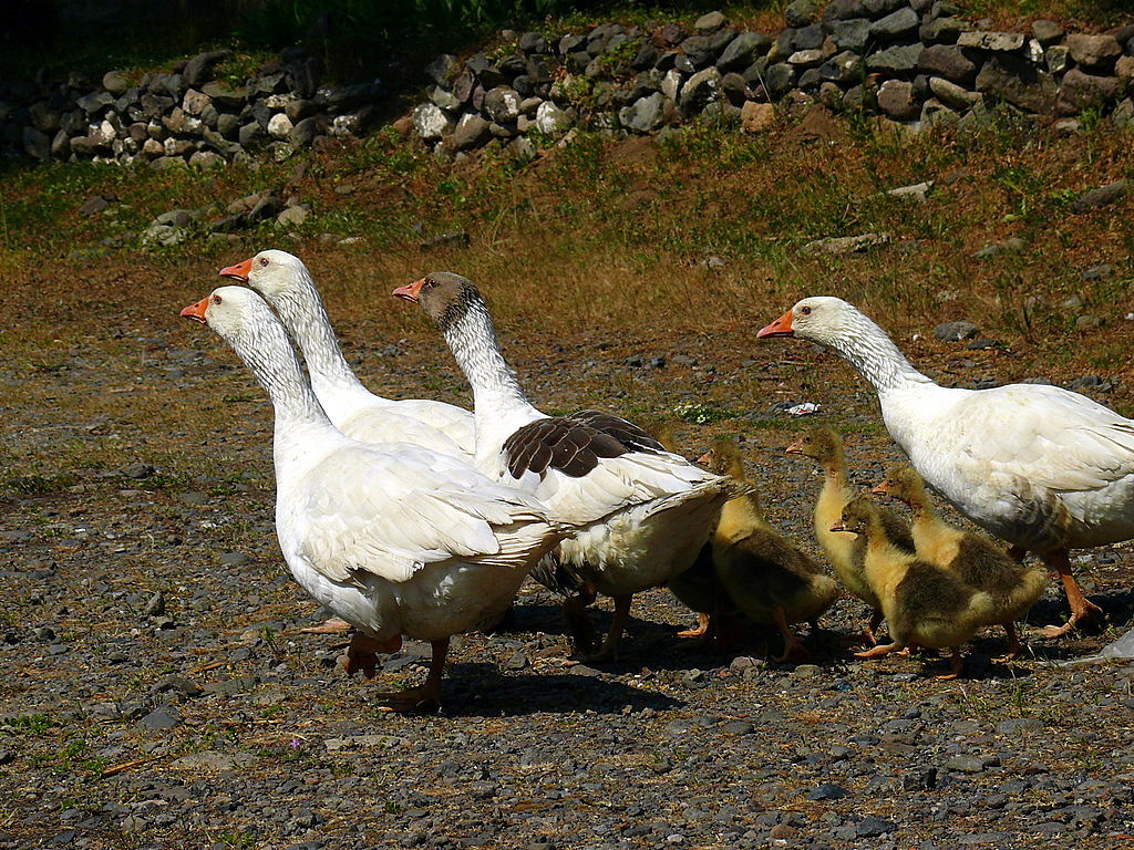 Aile