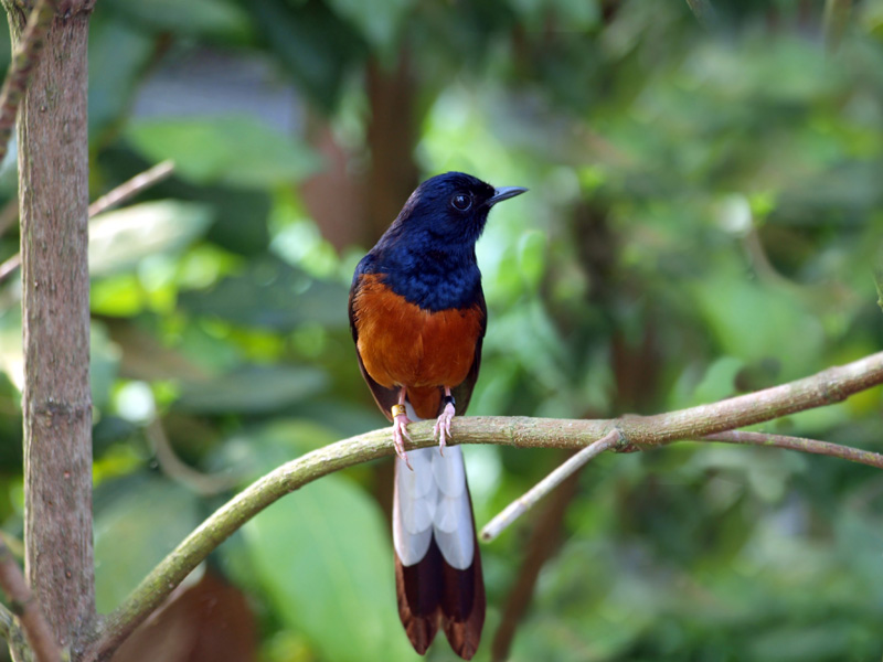 White-rumped Shama 2