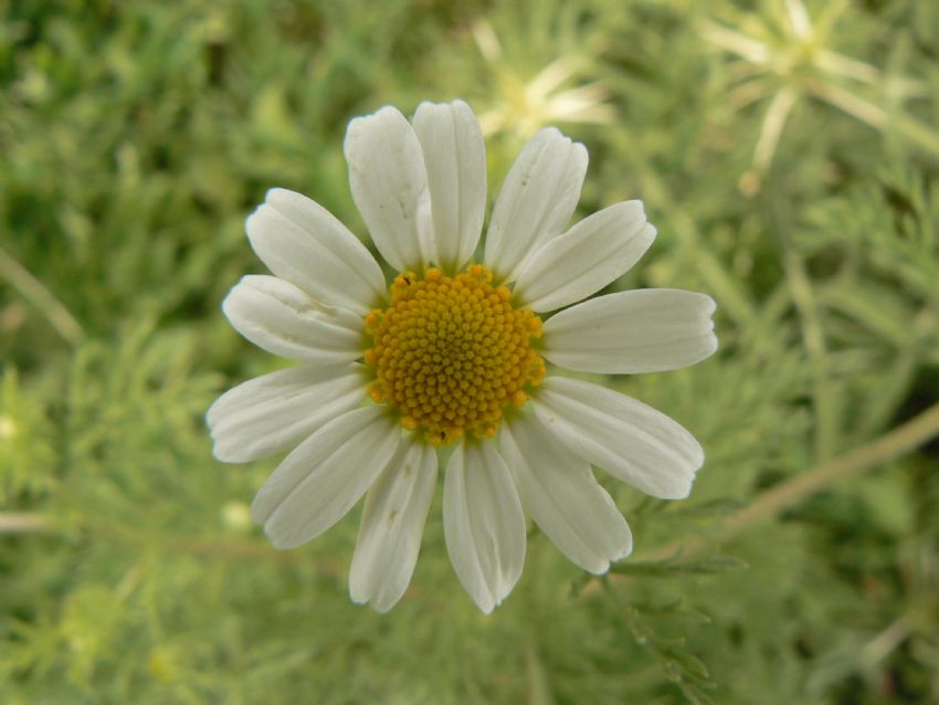 Seviyor, Sevmiyor :)