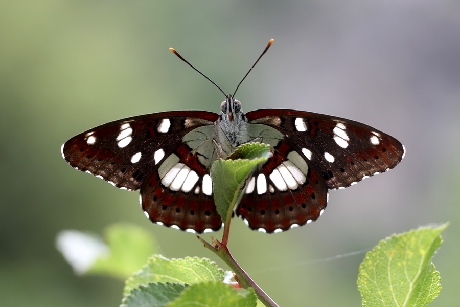 Akdeniz Hanmeli Kelebei (Limenitis reducta) 