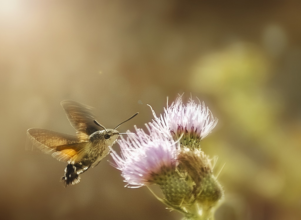 Macroglossum Stellatarum