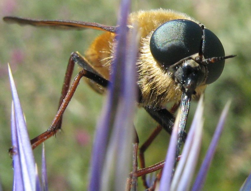 gureri hocama armaan