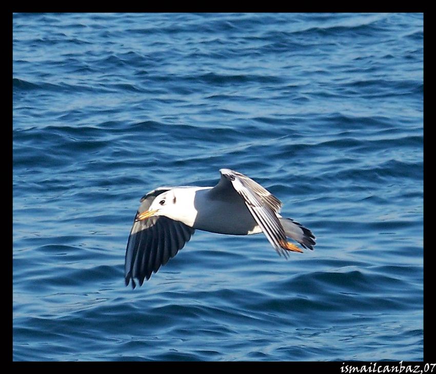 MUDANYA'NIN MARTILARI...