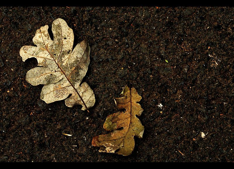 tersli yzl sonbahar..