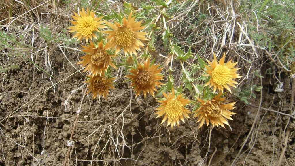 �atalca Kabak�a K�y�