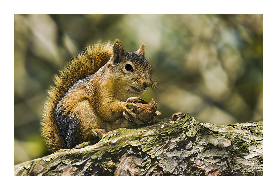 Cevizi k�rd�m i�ine bade koydum ...:)