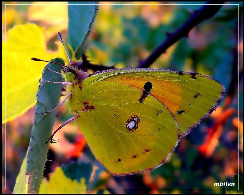 Kelebek 9