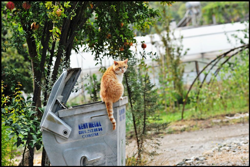 Garfield