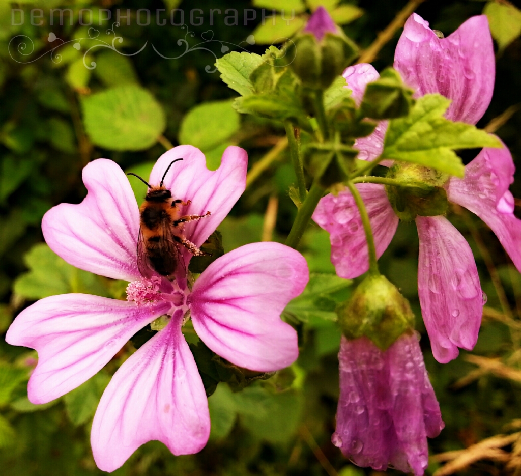 �al��kan ar�