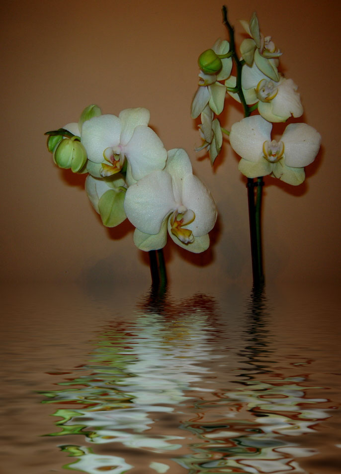 orkidem
