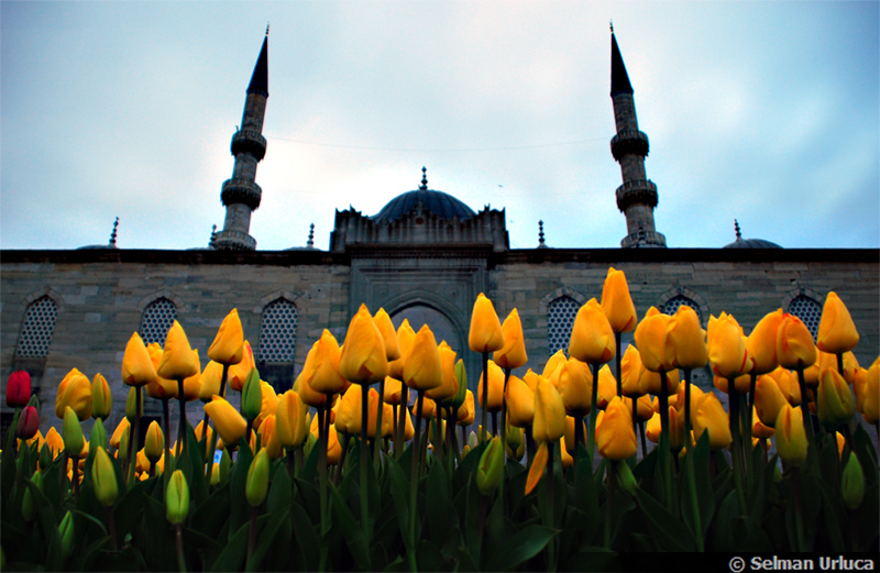 Lale-li Yeni Camii