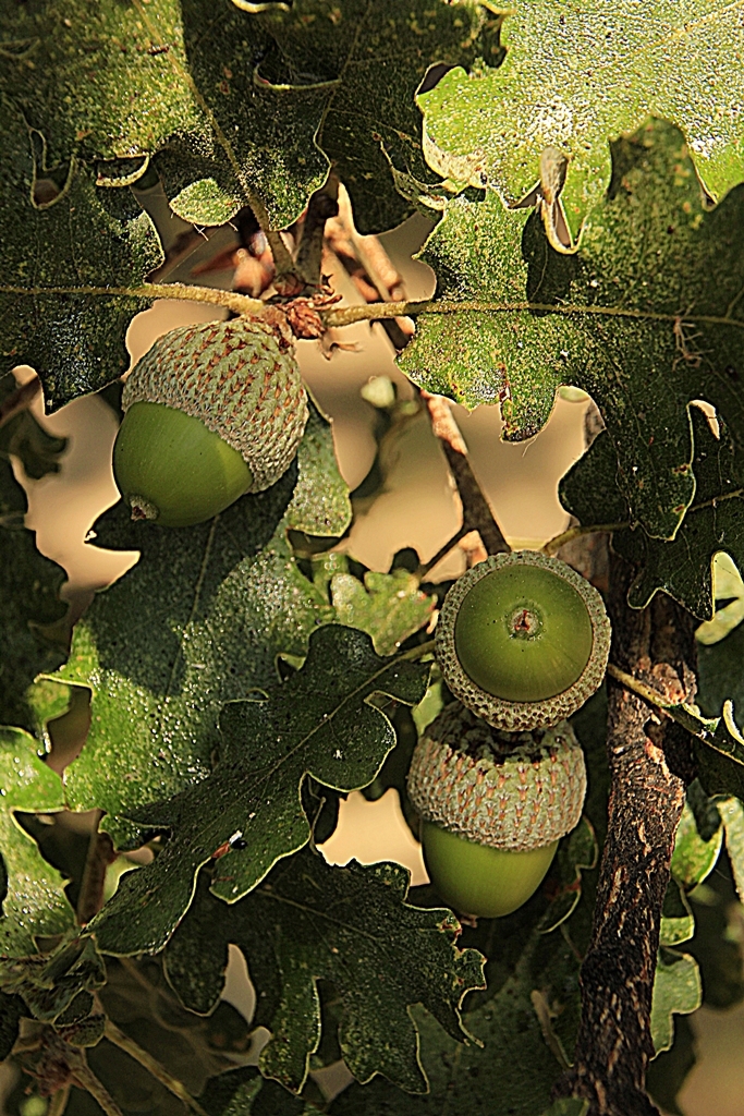 Mee Palamudu