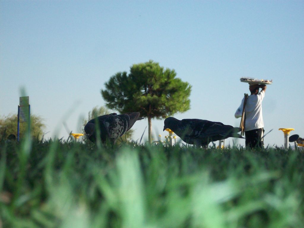 hayatta nsnalar ve hayvanlarn amaclar.