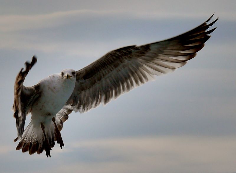 Kartal Gibi