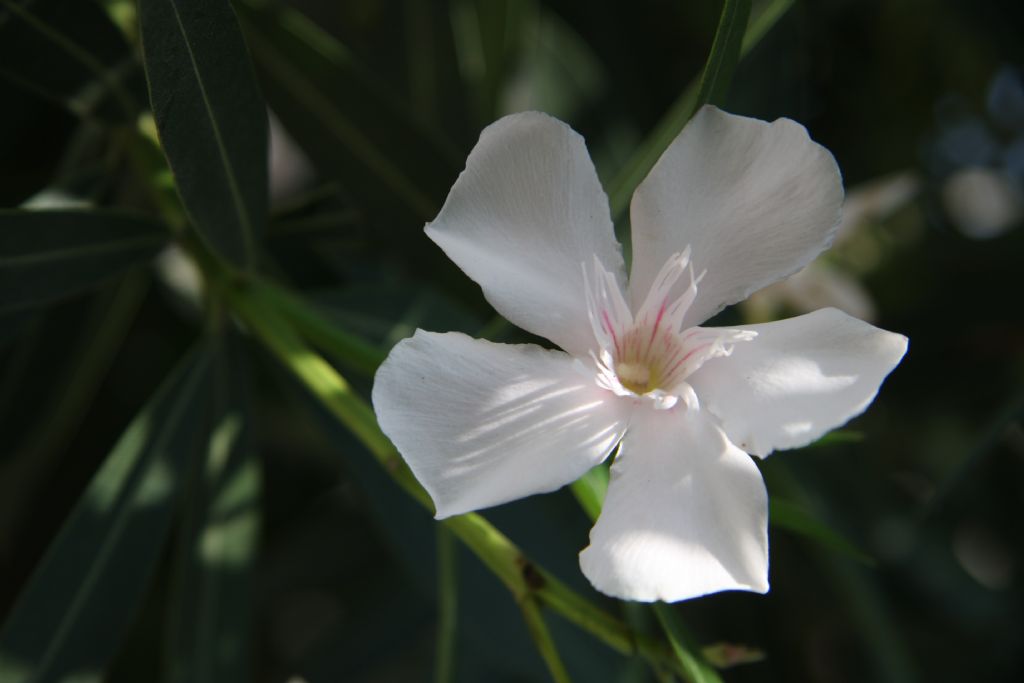 bahemizden gzel bir iek