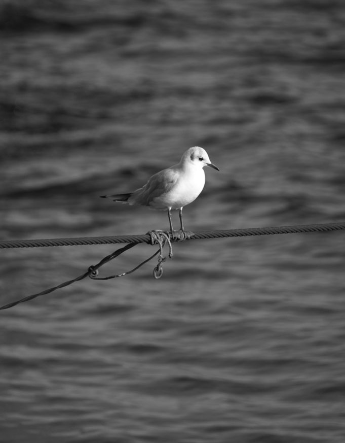 yaln�zl���n foto�raf�