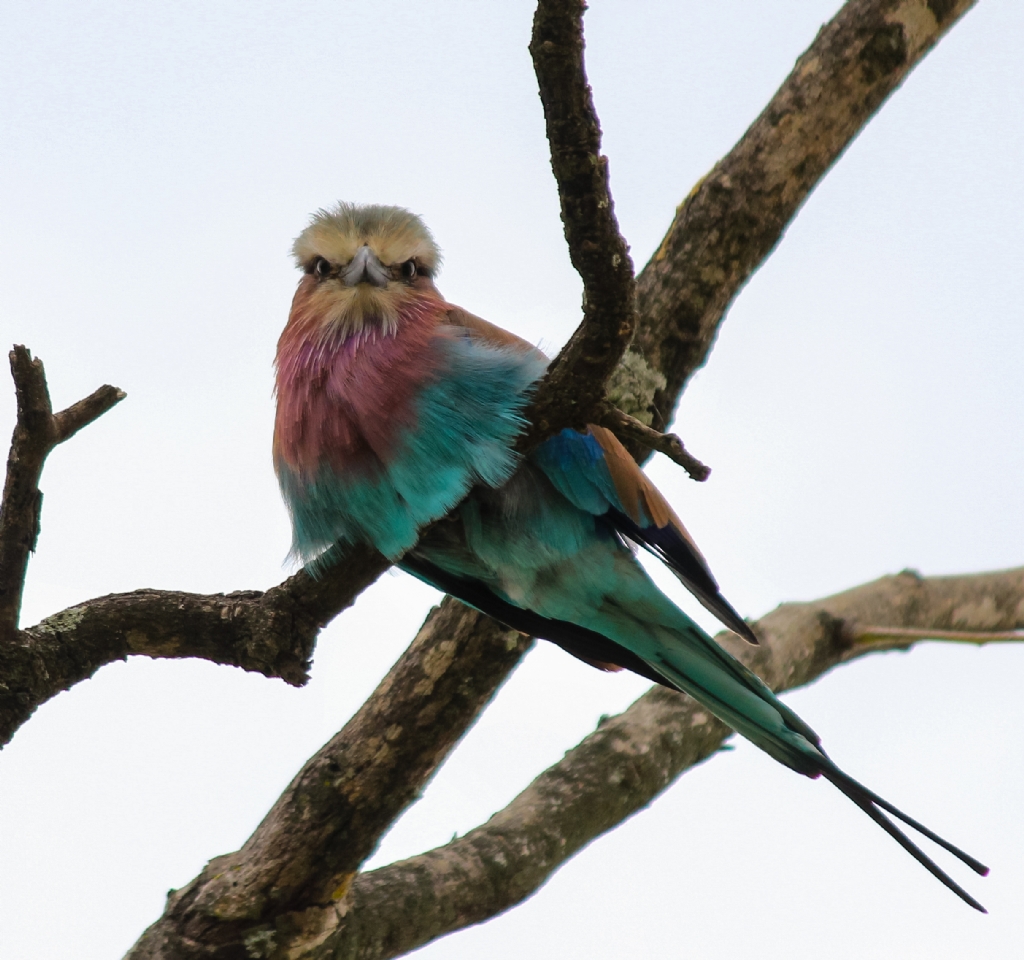 Lilac Breasted Roller