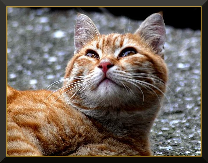 Yukarda biri mi var?