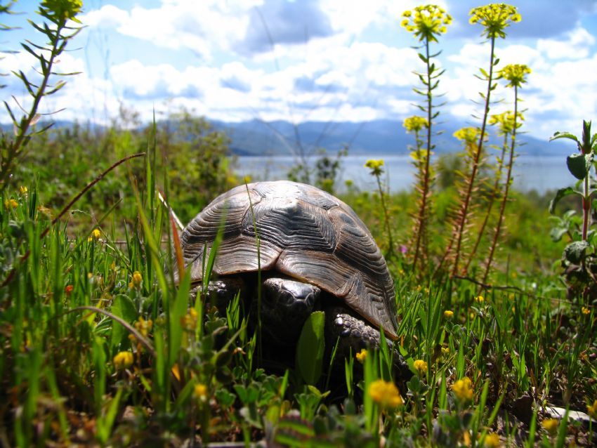 bu hayvanlar hep sevmiimdir