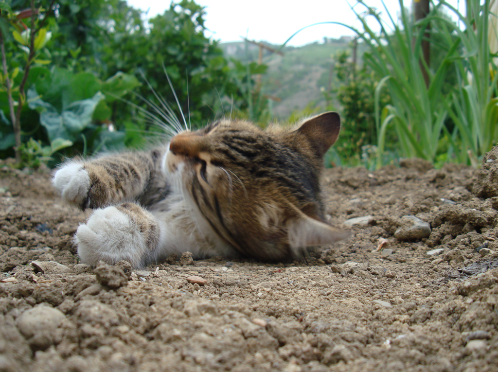 kedi ve toprak