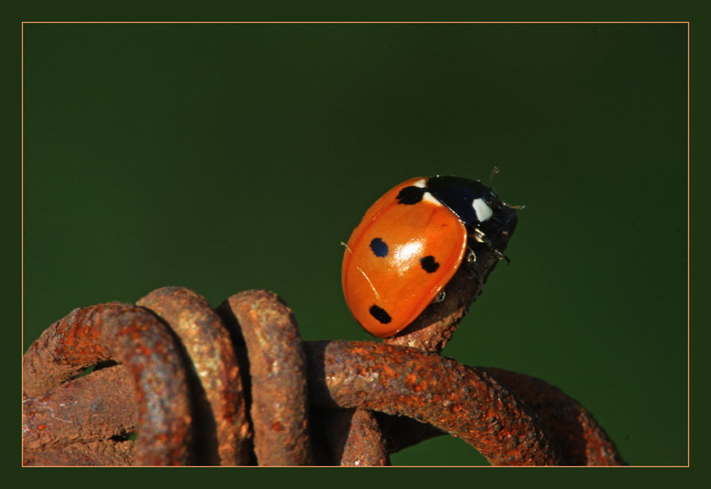 Dikenli teldeki uur bcei