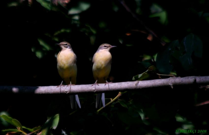 Da� Kuyruksallayan� 2