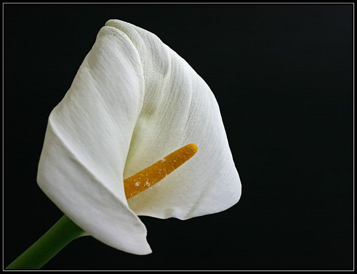 Calla lily II