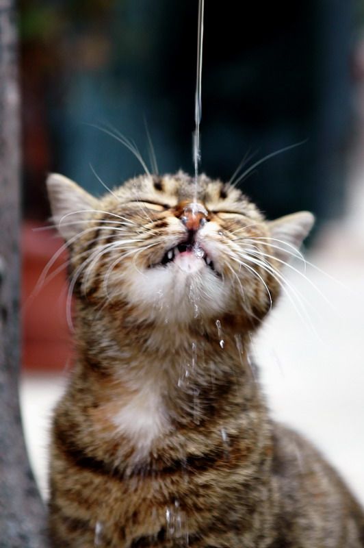 �maj Hi�bir�eydir Susuzluk Her�ey -2:))