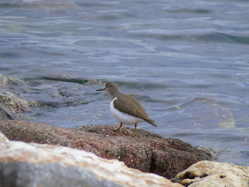 Dere D�d�k��n�