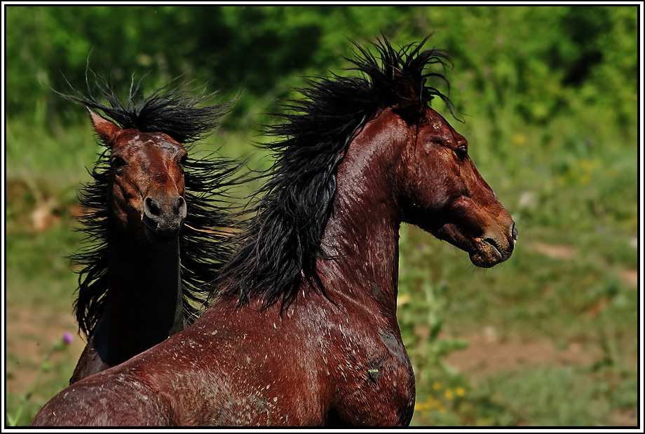 Renklerle zgrln Cokusu