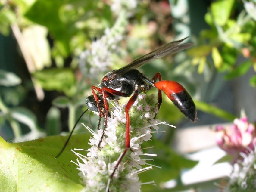 K�rm�z�-Siyah Ar�