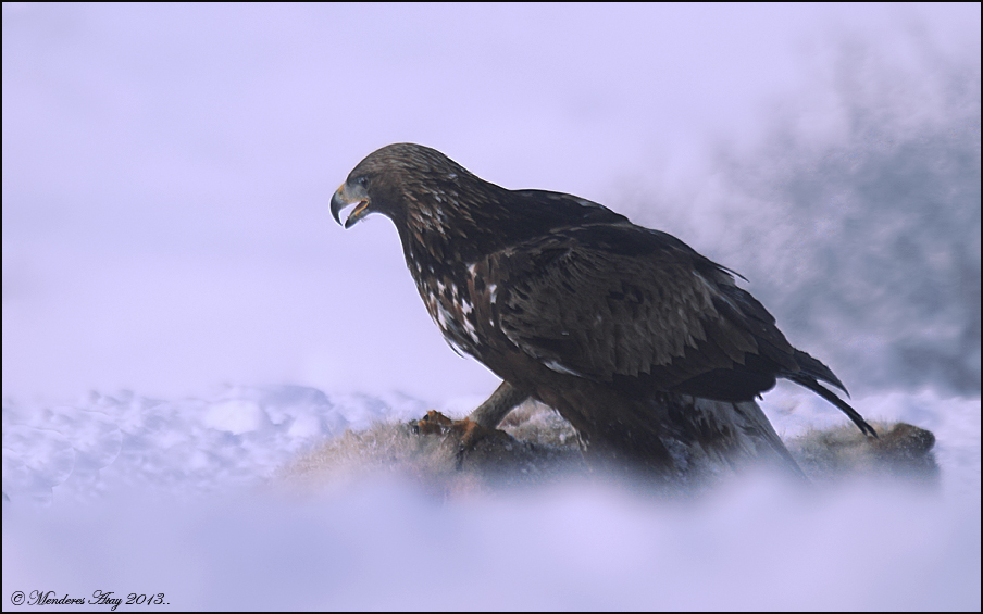 Kaya kartal Golden eagle / Aquila chrysaetos