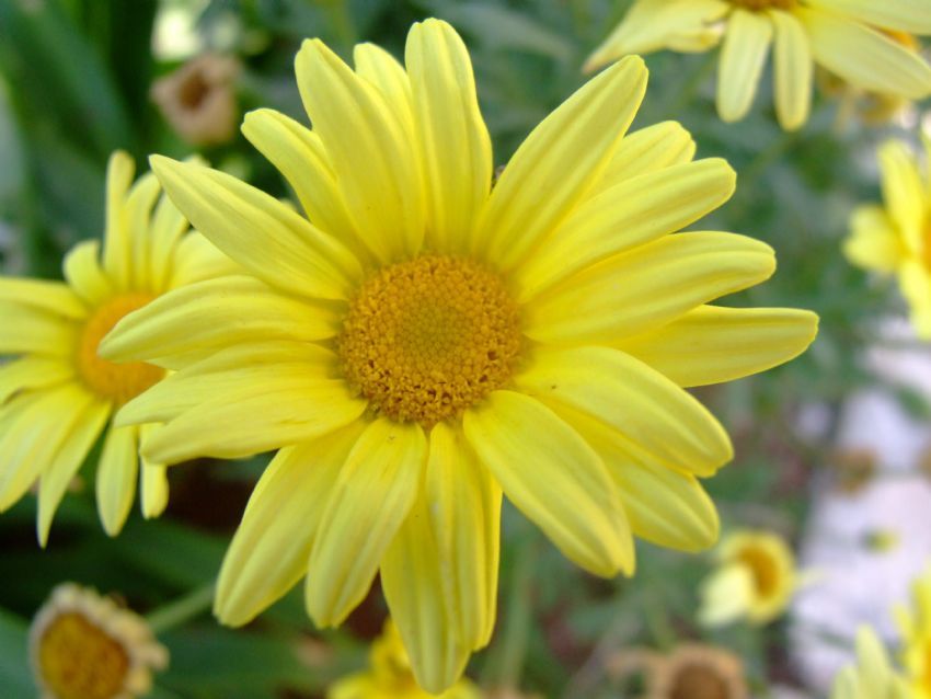 sordum sar� �i�e�e