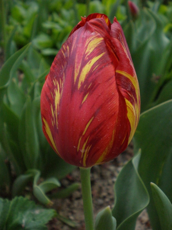 Tulipa (lale)*