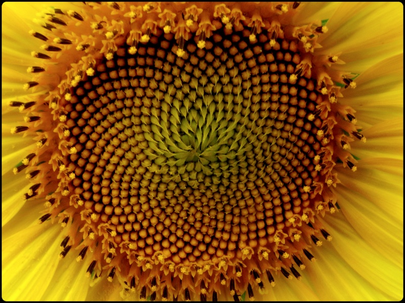 Gnebakann Hikayesi 4 A(yorum)