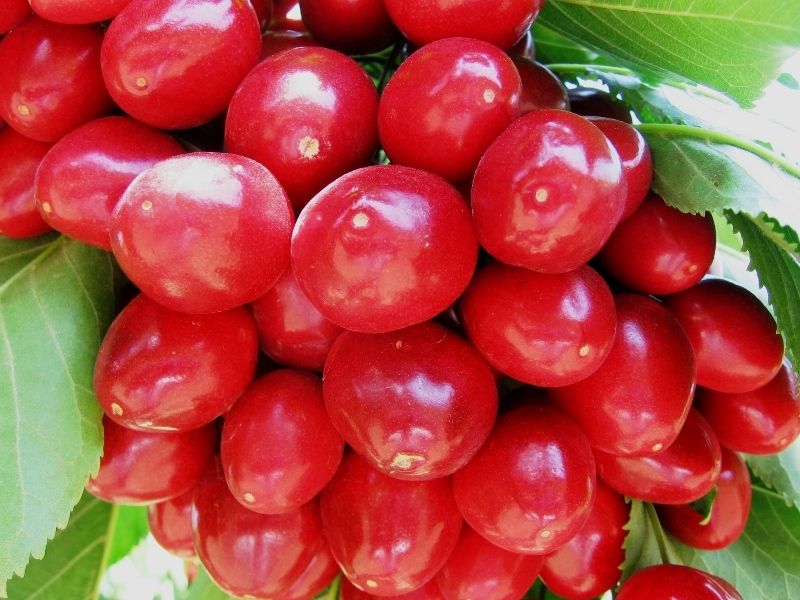 Manisa-bozkoy-k�razlar