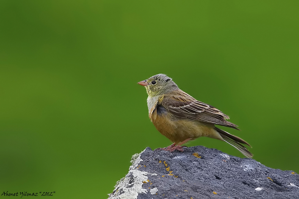 Bahe kiraz kuu(intei)