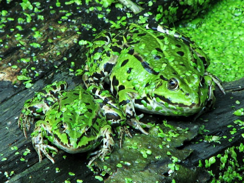 diyetli ve diyetsiz  kurbagalar.