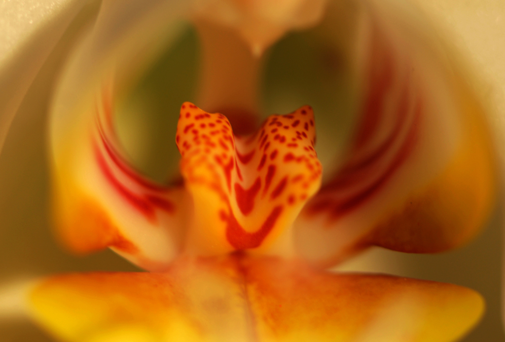 Orkide'den Macro