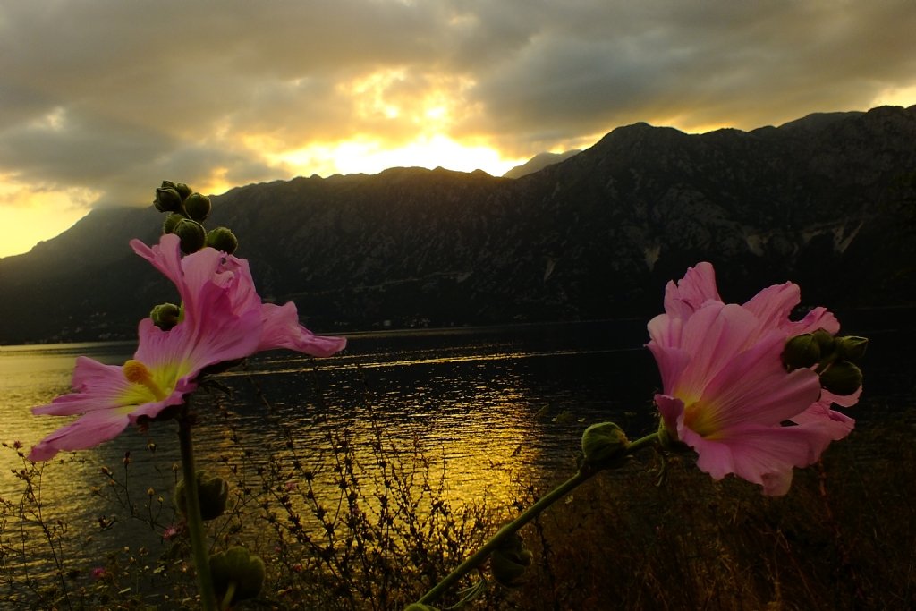 Kotor Krfezi, Karada