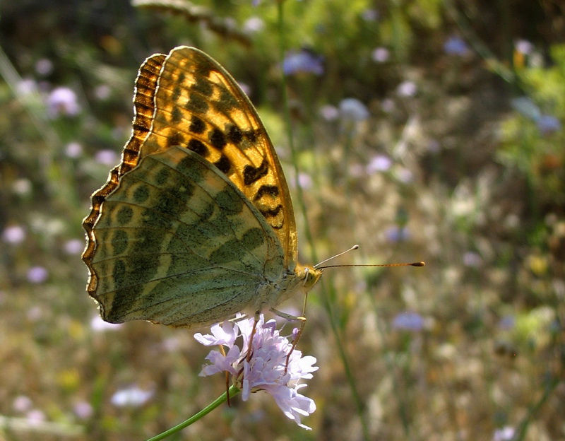 19 - Cengaver  (Argynnis Paphia)