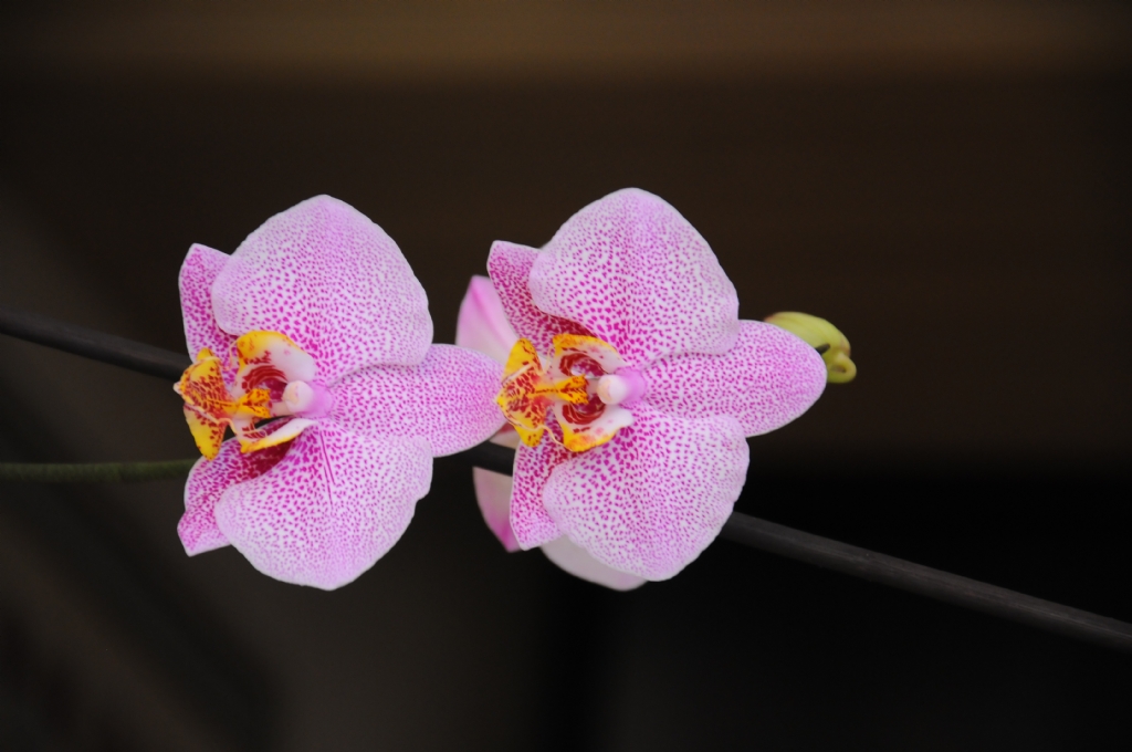 orkide