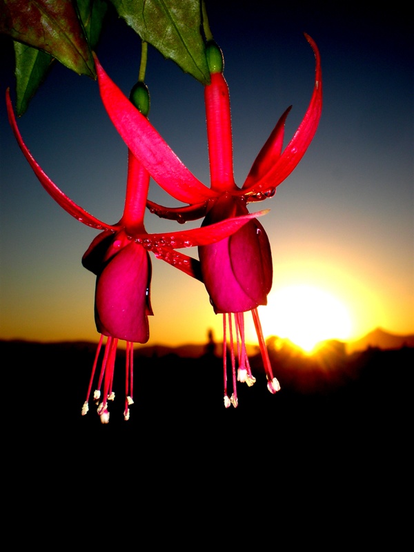 Fuchsia regia (kpe iei)